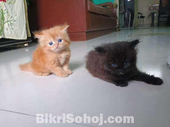 Persian Kitten